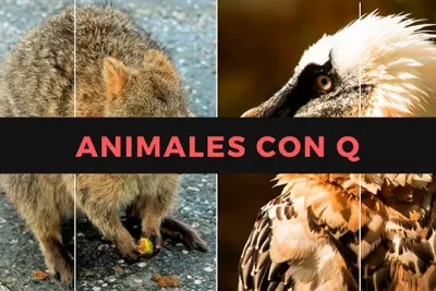 NOMBRES De ANIMALES Con Q Listado Completo NOMBRES De ANIMALES Con Q Listado Completo